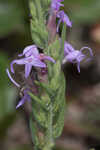 Chapman's blazing star